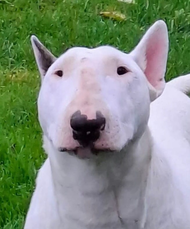 Miniatur Bullterrier Portrait auf grüner Wiese, Vom Honigdorf