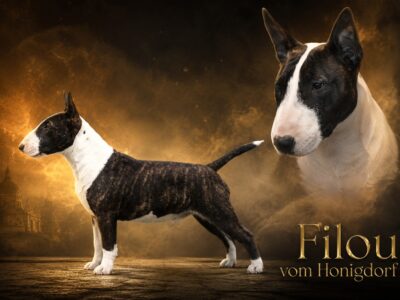 Miniatur Bullterrier Filou vom Honigdorf in Seitenansicht und Portrait, Vom Honigdorf