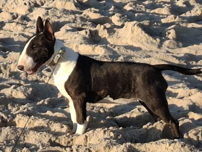 Miniatur Bullterrier Filou vom Honigdorf am Strand, vom Honigdorf
