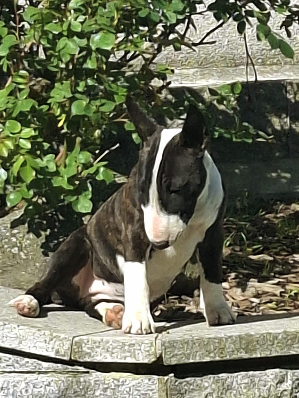 Miniatur Bullterrier sitzt auf Steinfläche vor grünem Busch, Vom Honigdorf