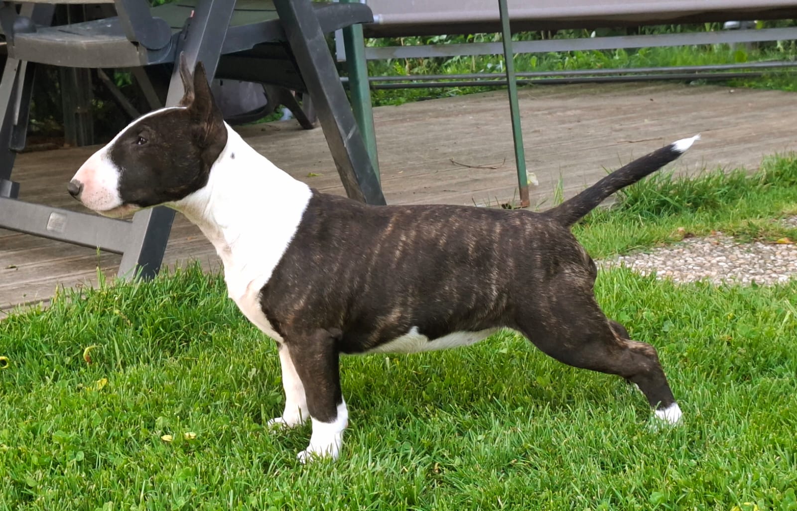 Miniatur Bullterrier im Profil stehend auf Gras vor Terrasse, Vom Honigdorf