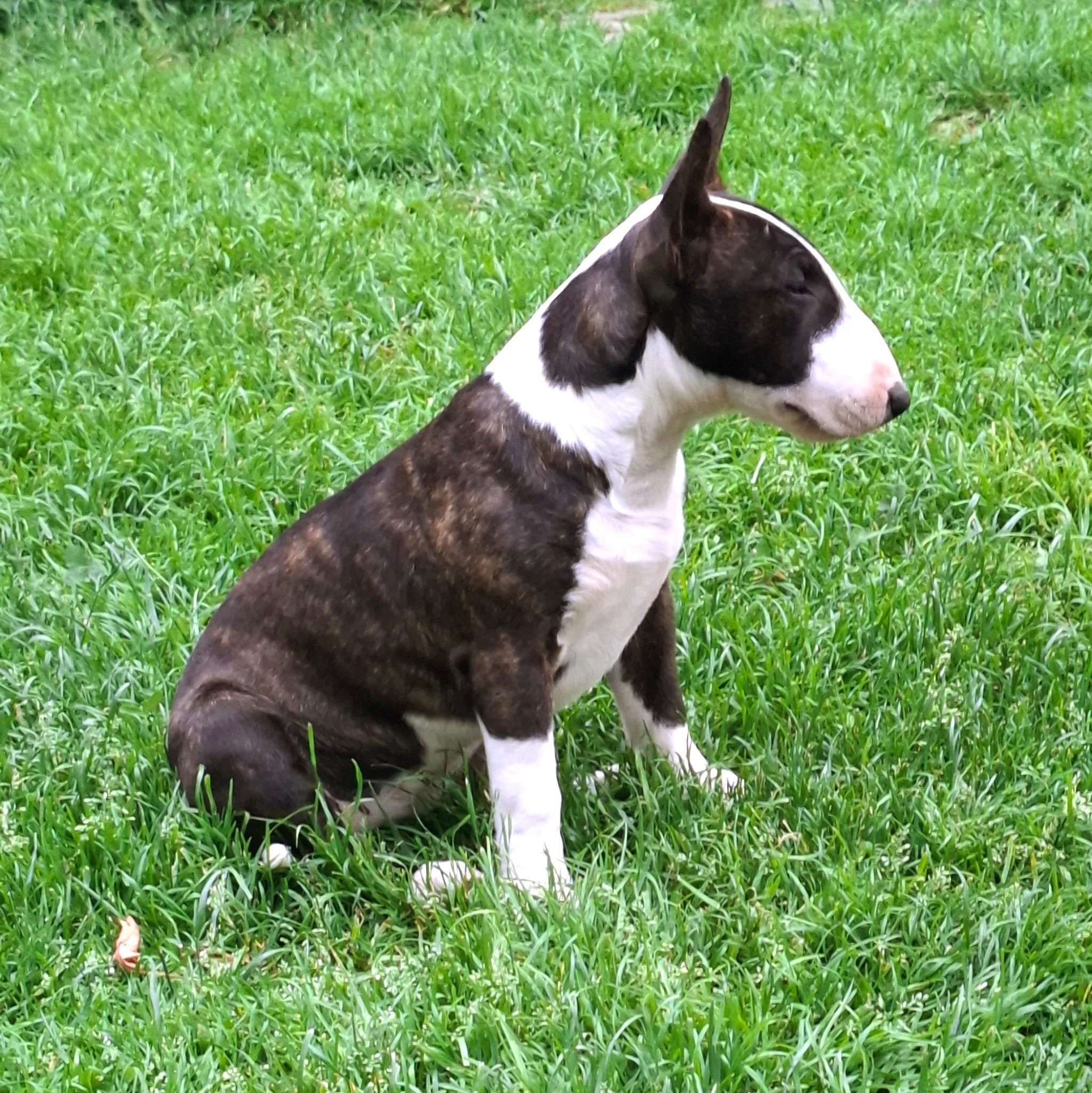 Miniatur Bullterrier sitzend auf grüner Wiese, vom Honigdorf