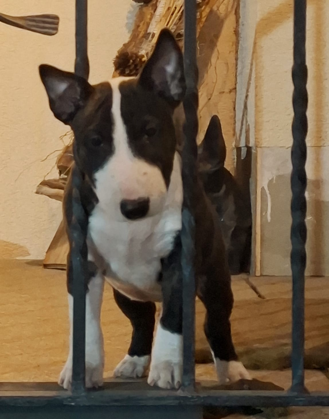 Miniatur Bullterrier Welpen hinter einem Zaun, vom Honigdorf