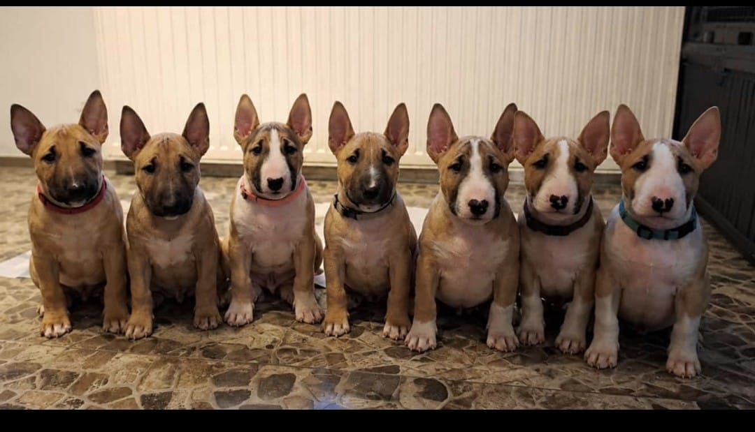 Miniatur Bullterrier Welpen sitzen in einer Reihe auf dem Boden, vom Honigdorf