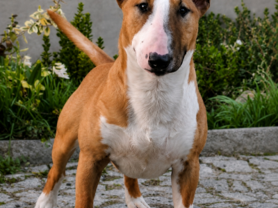Standard-und-miniatur-bullterrier Festival Red Lightning — Portrait im Garten, vom Honigdorf