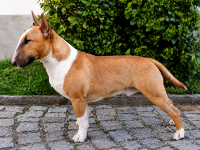 Standard-und-miniatur-bullterrier Festival Red Lightning im Seitenprofil vor grünem Busch, vom Honigdorf