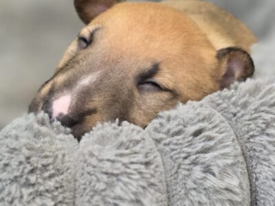 Standard-und-miniatur-bullterrier caja storm — schlafend auf kuscheliger grauer decke, vom honigdorf