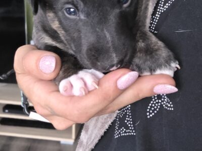 Standard-und-miniatur-bullterrier caja storm — welpe in hand, vom honigdorf