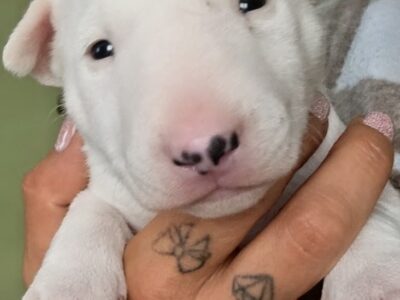 Standard-und-miniatur-bullterrier caja storm — welpe in hand, vom honigdorf