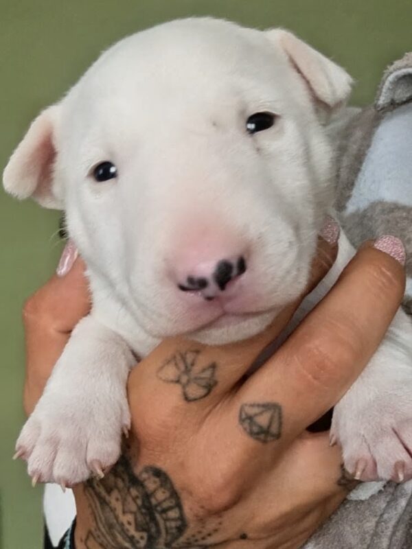 Standard-und-miniatur-bullterrier caja storm — welpe in hand, vom honigdorf