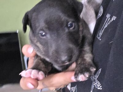 Standard-und-miniatur-bullterrier caja storm welpe in hand gehalten, vom honigdorf