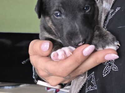 Standard-und Miniatur Bullterrier Caja Storm Welpe in Hand gehalten, vom Honigdorf