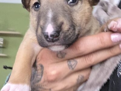 Standard-und Miniatur Bullterrier Caja Storm Welpe in Hand gehalten, Vom Honigdorf
