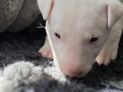Standard-und-miniatur-bullterrier Caja Storm Welpe in Nahaufnahme auf weichem Untergrund, vom Honigdorf
