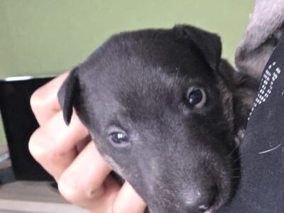 Standard-und Miniatur Bullterrier Caja Storm Welpe Portrait, Vom Honigdorf