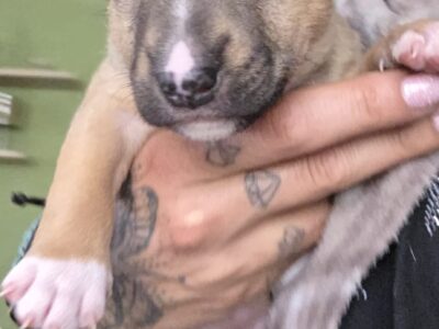 Standard-und-miniatur-bullterrier Caja Storm — Welpe nahaufnahme, Vom Honigdorf