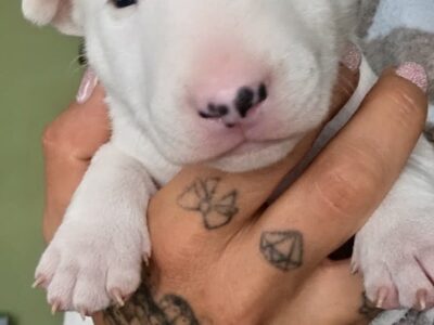 Standard-und Miniatur Bullterrier Caja Storm Welpe in Hand gehalten, Vom Honigdorf